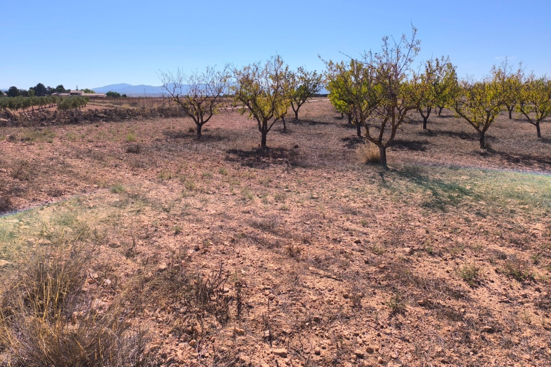 Reventa - land -
Pinoso - Pinoso Centro