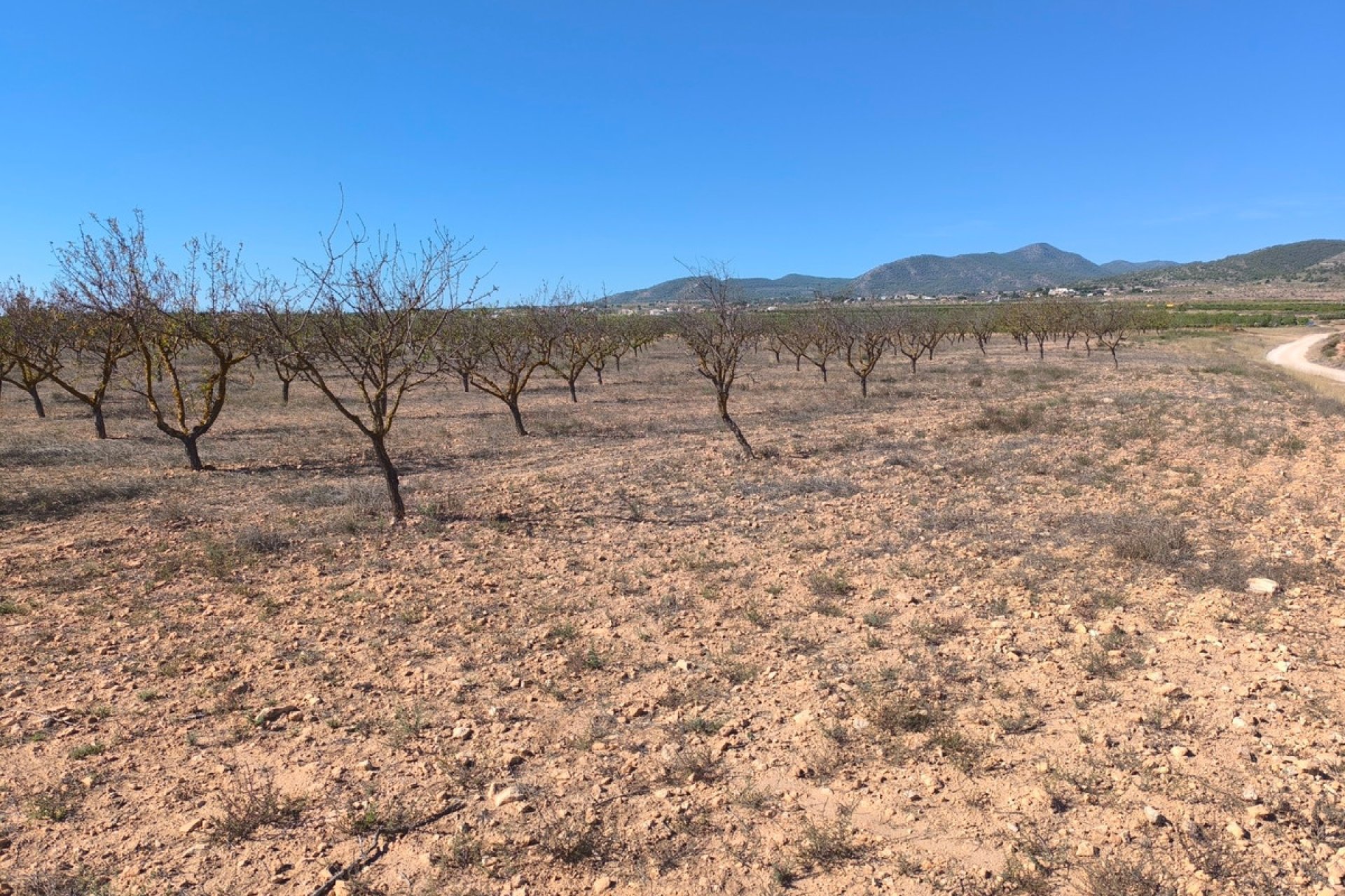 Reventa - land -
Pinoso - Pinoso Centro
