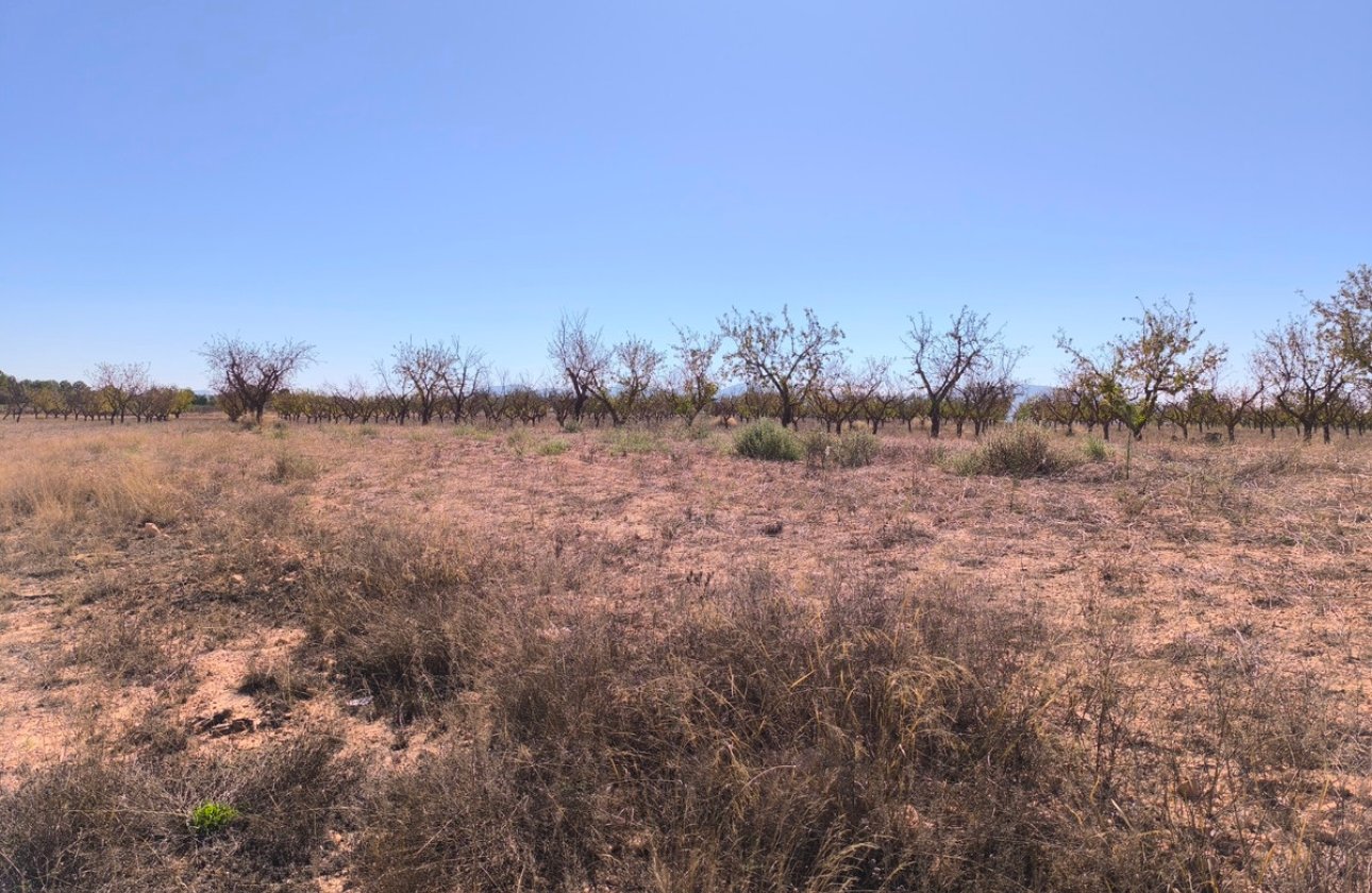 Reventa - land -
Pinoso - Pinoso Centro
