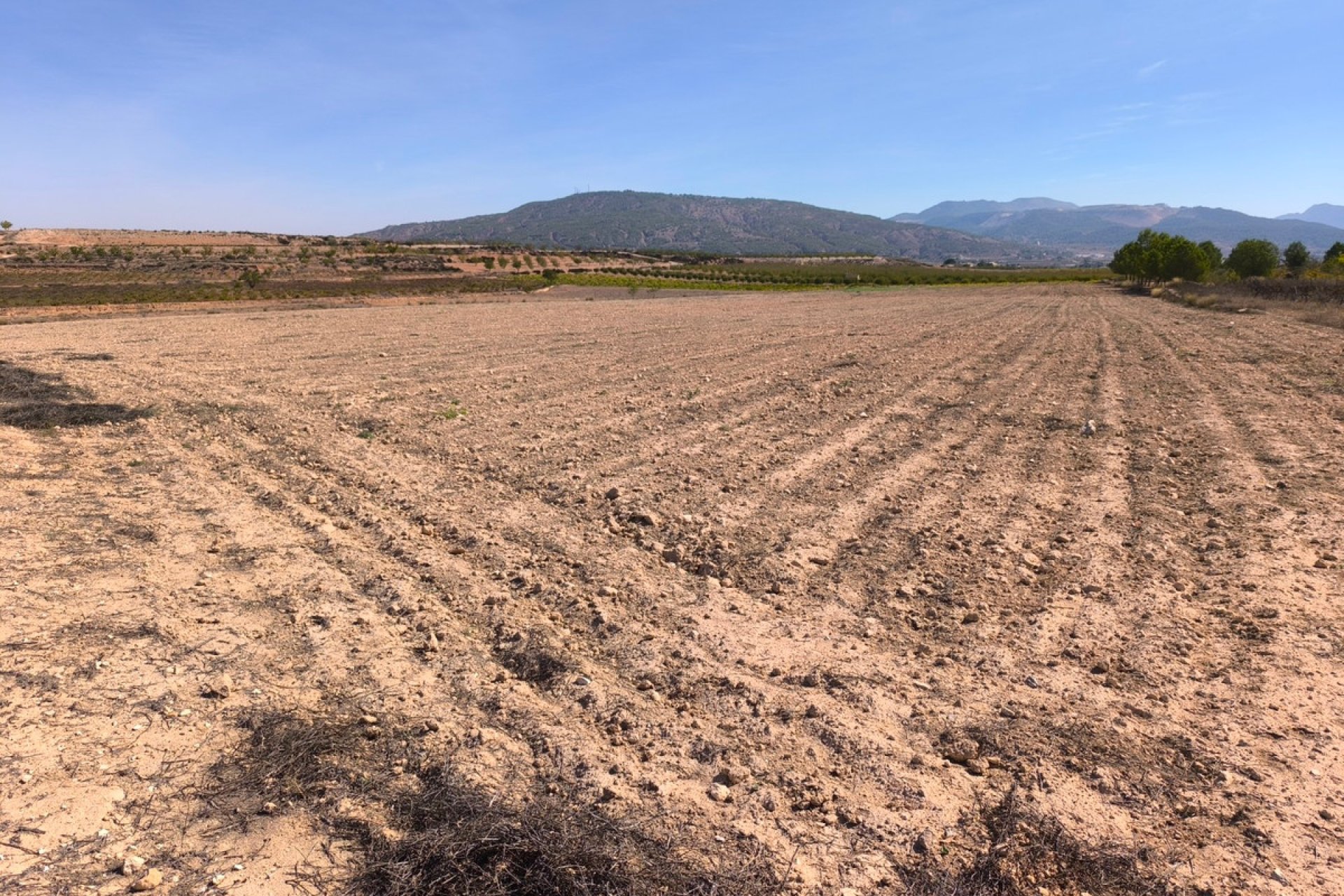 Reventa - land -
Pinoso - Pinoso Centro