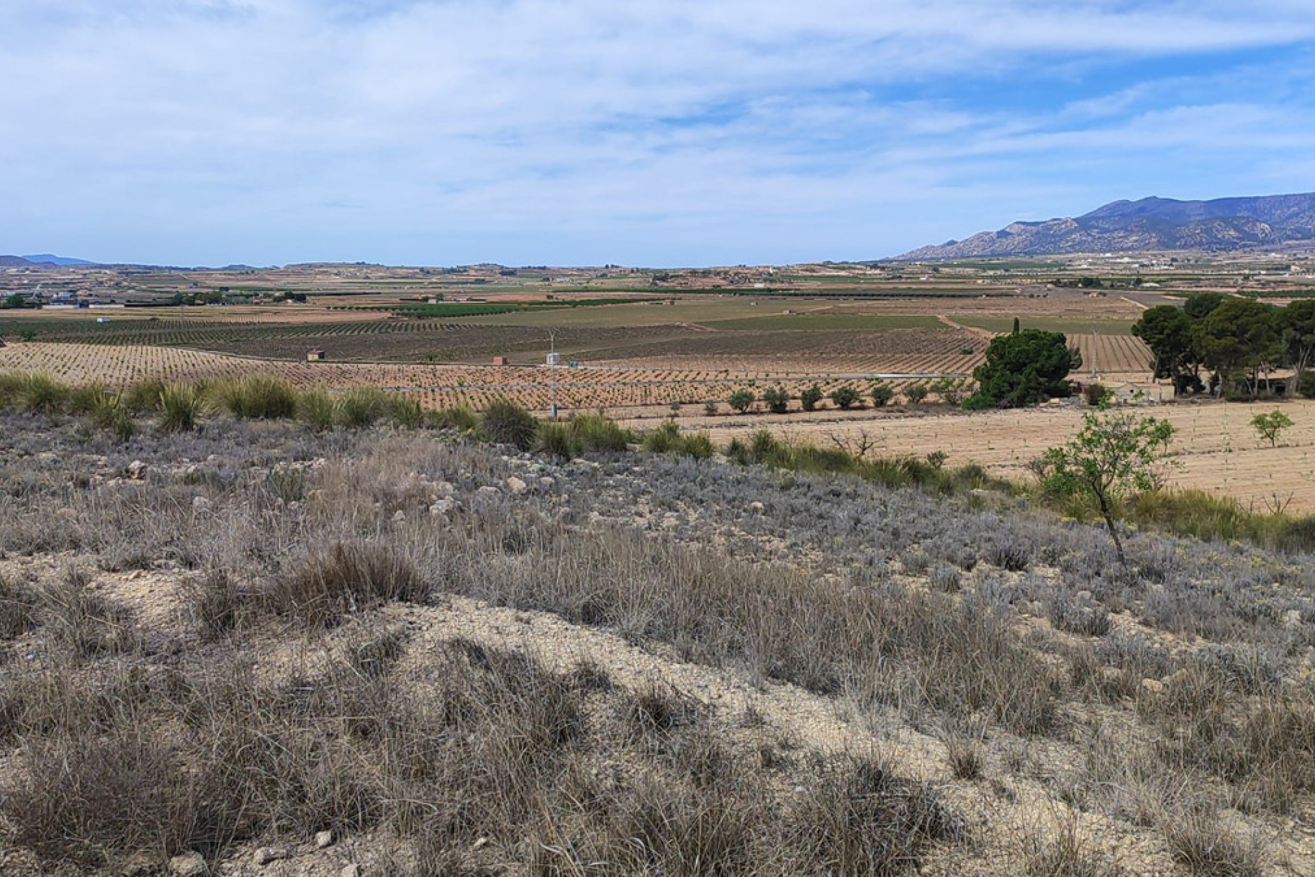Reventa - land -
Pinoso - Pinoso Centro