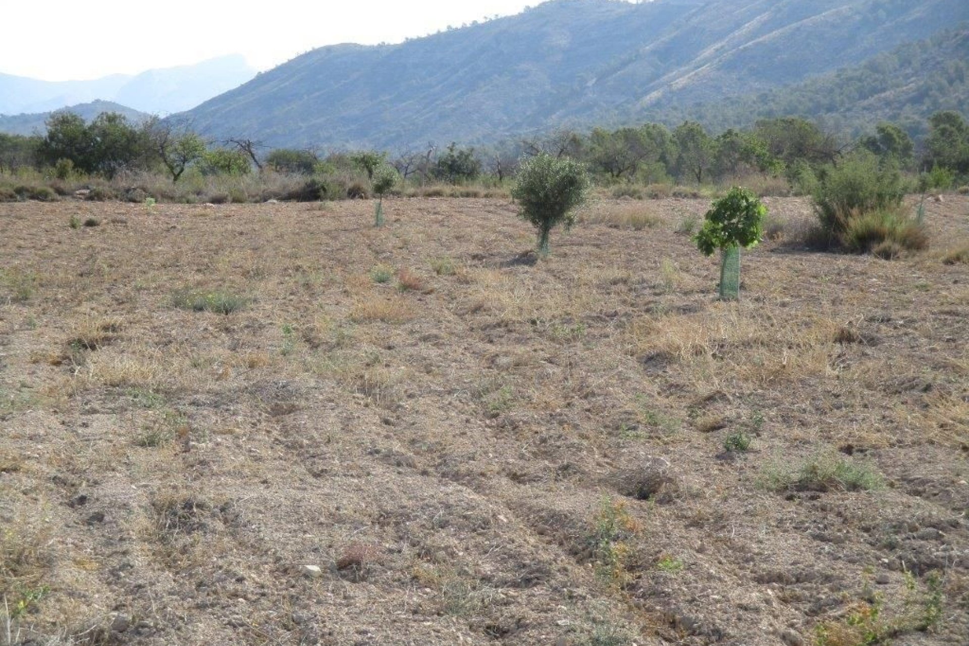 Reventa - land -
Relleu - Relleu Centro