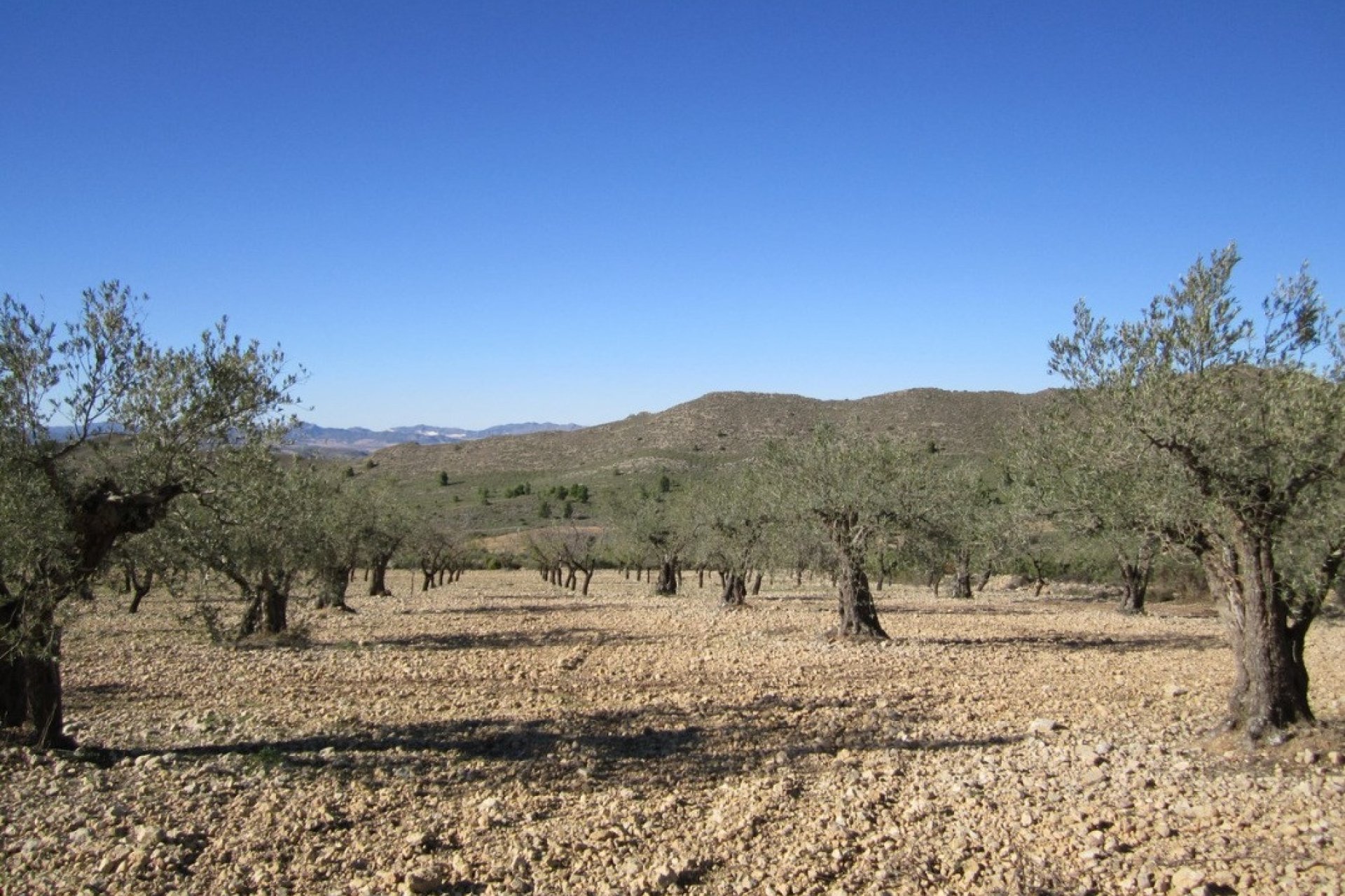 Reventa - land -
Villena - Villena Centro