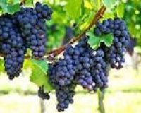 wine cellar - Resale -
                Bullas - IH-95705