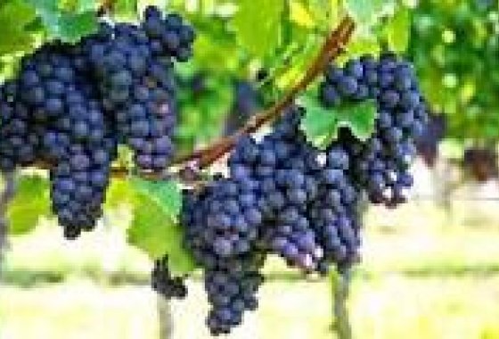 wine cellar - Reventa - Bullas - La Copa