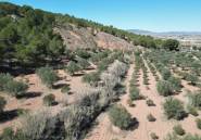 Reventa - land -
Pinoso - Pinoso Centro