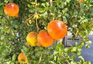 Resale - Villa -
San Fulgencio - San Fulgencio Centro