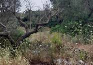 Resale - land -
Guadalest - Guadalest Centro