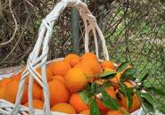 Reventa - country house -
Dolores - Dolores Centro