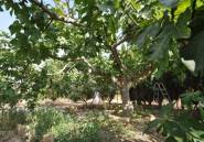 Használt ingatlanok - country house -
Pinoso - Pinoso Centro