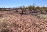 Resale - land -
Pinoso - Pinoso Centro