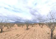 Resale - land -
Pinoso - Pinoso Centro