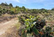 Resale - land -
Callosa d'en Sarria - Callosa d'en Sarria Centro