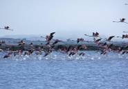 Használt ingatlanok - Apartman / lakás -
Santa Pola - Gran Alacant