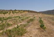 Reventa - land -
Pinoso - Pinoso Centro