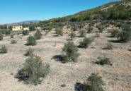 Resale - land -
Pinoso - Pinoso Centro