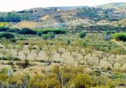 Használt ingatlanok - land -
Orihuela - Torremendo