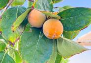 Resale - Villa -
San Fulgencio - San Fulgencio Centro