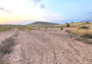 Reventa - land -
Pinoso - Pinoso Centro