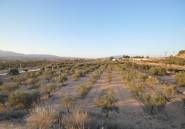 Használt ingatlanok - land -
Pinoso - Pinoso Centro