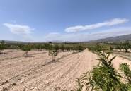 Reventa - land -
Pinoso - Pinoso Centro