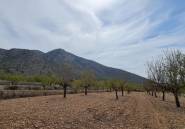 Reventa - land -
Algueña