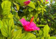 Resale - Apartment / flat -
Torrevieja - Torrevieja Centro