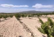 Reventa - land -
Pinoso - Pinoso Centro