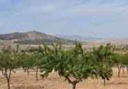 Reventa - land -
Algueña