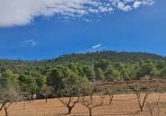 Resale - land -
Pinoso - Pinoso Centro