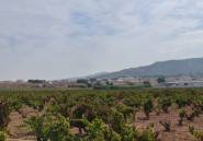 Reventa - land -
Pinoso - Pinoso Centro