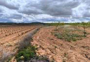 Használt ingatlanok - land -
Pinoso - Pinoso Centro