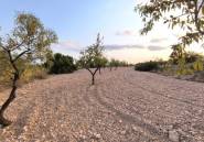 Resale - land -
Pinoso - Pinoso Centro