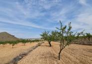 Reventa - land -
Algueña