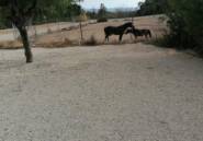 Reventa - Villa -
Villajoyosa - Villajoyosa Centro