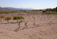 Resale - land -
Pinoso - Pinoso Centro