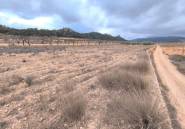 Reventa - land -
Jalón - La Solana