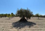 Resale - land -
Monóvar - Monòver - Monóvar - Monòver Centro