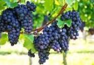 Resale - wine cellar -
Bullas - La Copa