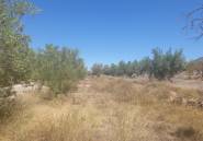 Reventa - land -
Biar - Biar Centro